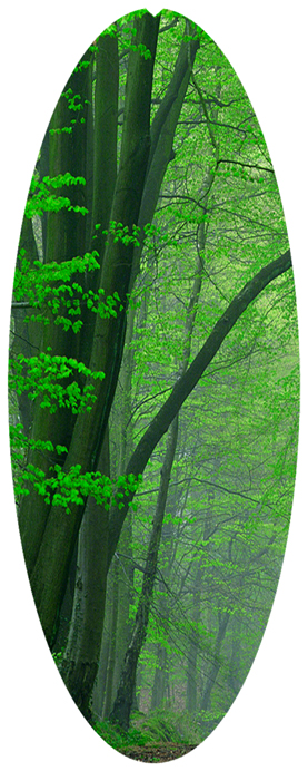 DNSA18-128-Forest Serenity Forest Path